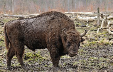 В Винницкой области погибли восемь зубров, которые занесены в Красную книгу