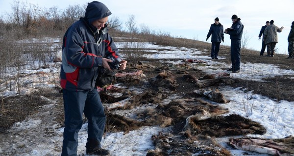 Под Харьковом браконьеры уничтожили животных на 700 тысяч гривен