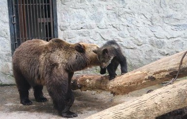 В харьковском зоопарке родились медвежата