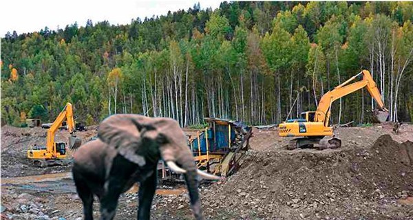 Пограничники нашли беглого слона на месте добычи янтаря 