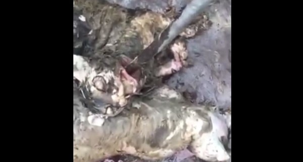 В Казахстане поймали сразу двух чупакабр