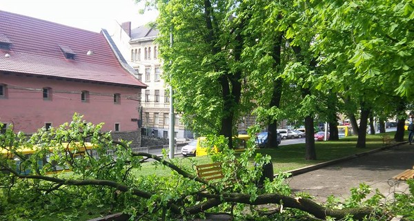 Во Львове школьницы попали в больницу из-за упавшей ветки клена