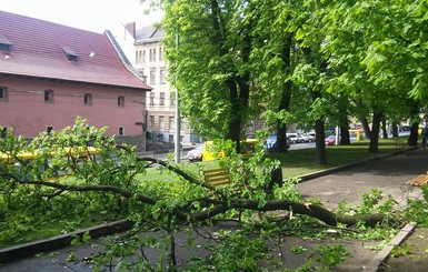 Во Львове школьницы попали в больницу из-за упавшей ветки клена