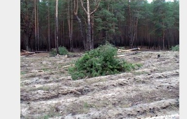 В Донбассе продолжается незаконная вырубка лесов