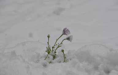 Среди апреля Синевир замело снегом