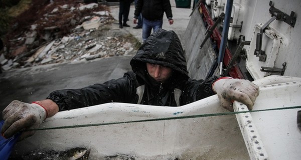 В Киевское море запустят 10 000 рыб