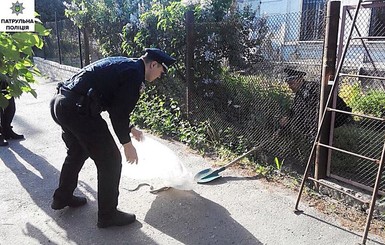 Патрульные в Николаеве двумя экипажами ловили водяного ужа