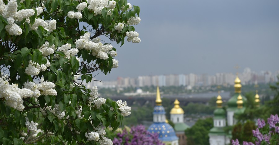 Киев утонул в аромате сирени