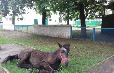 Шестимесячного жеребенка бросили голодать в одном из дворов Харькова