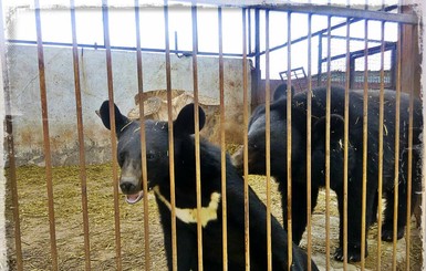 В центре реабилитации медведь носит подружку на руках