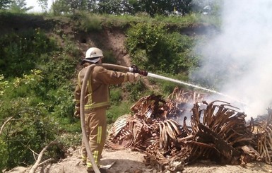 В Киевской области обнаружили кладбище костей животных