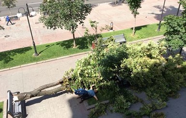 Под окнами Кличко на лавку рухнул каштан