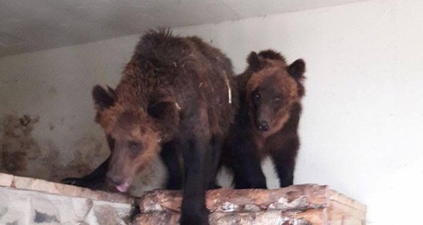 В Луцке оголодавших медведей спасают от жары мороженым