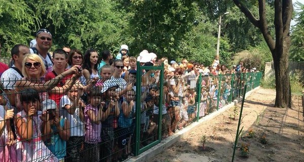 На День тигра в Одессе хищникам разрешили развлекать детей