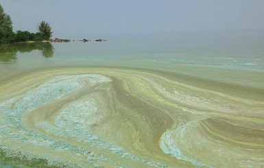 В киевском водохранилище вода стала неестественного ярко-зеленого цвета