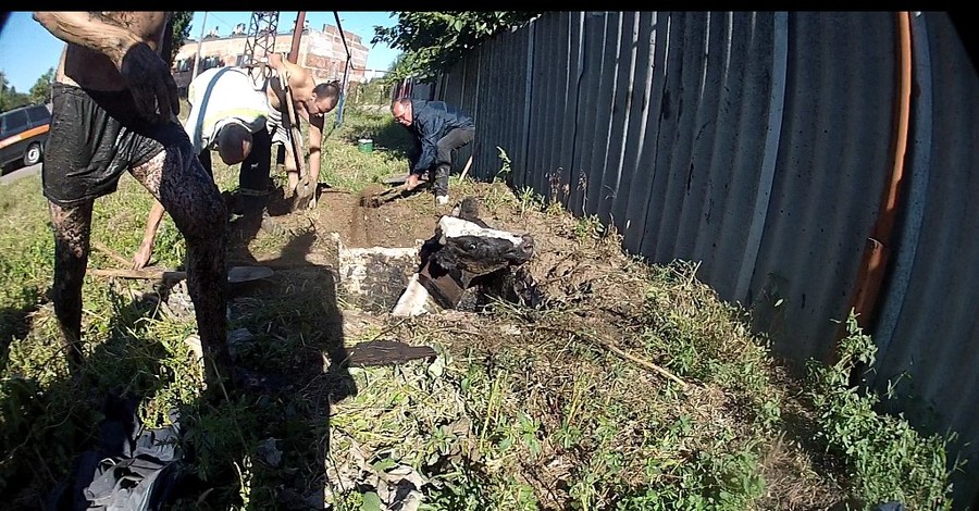 В Кривом Роге всем миром спасали провалившуюся в сливную яму корову