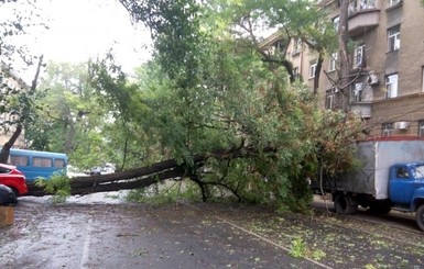 Первая жертва одесского шторма – на женщину упало дерево 