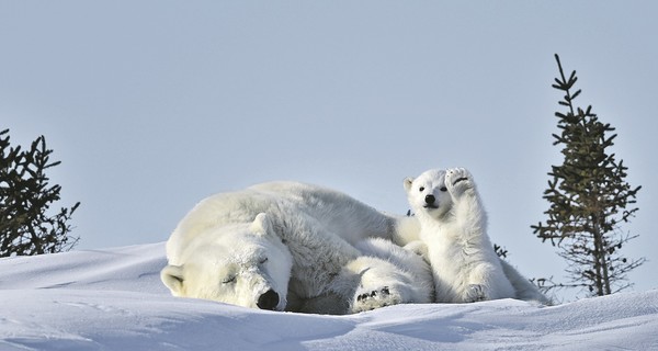 Самые веселые снимки финалистов премии Comedy Wildlife Photography Awards 