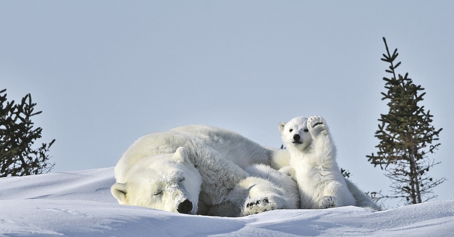 Самые веселые снимки финалистов премии Comedy Wildlife Photography Awards 