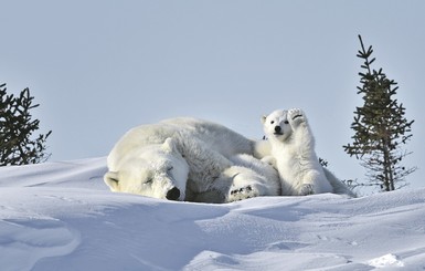 Самые веселые снимки финалистов премии Comedy Wildlife Photography Awards 