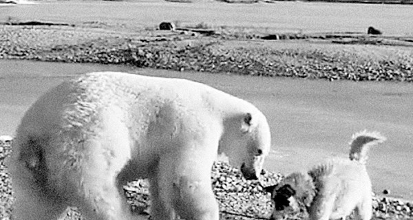 Туристы сняли на видео самого доброго белого медведя в мире