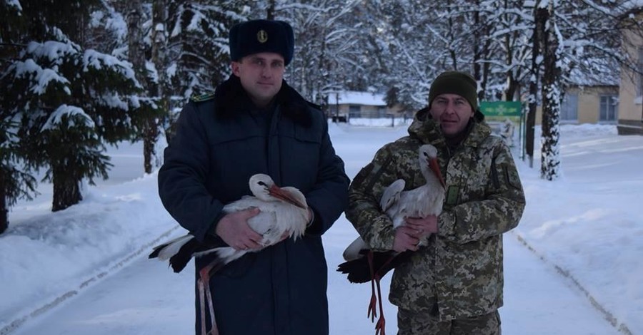 В Черкассах пограничники спасли аистов 