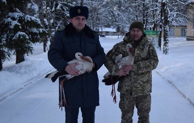 В Черкассах пограничники спасли аистов 