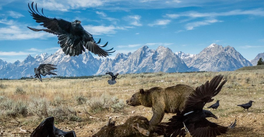 Лучшие фотографии года по версии National Geographic