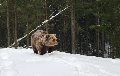 В Карпатах экс-депутат Партии регионов на квадроцикле разбудил медведя