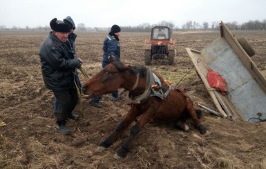 Под Одессой для спасения 300-килограммового коня понадобился трактор