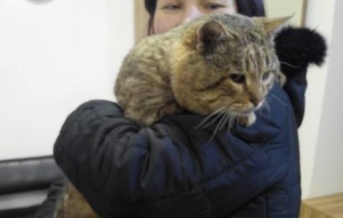 В Черновцах самого жирного бездомного кота 