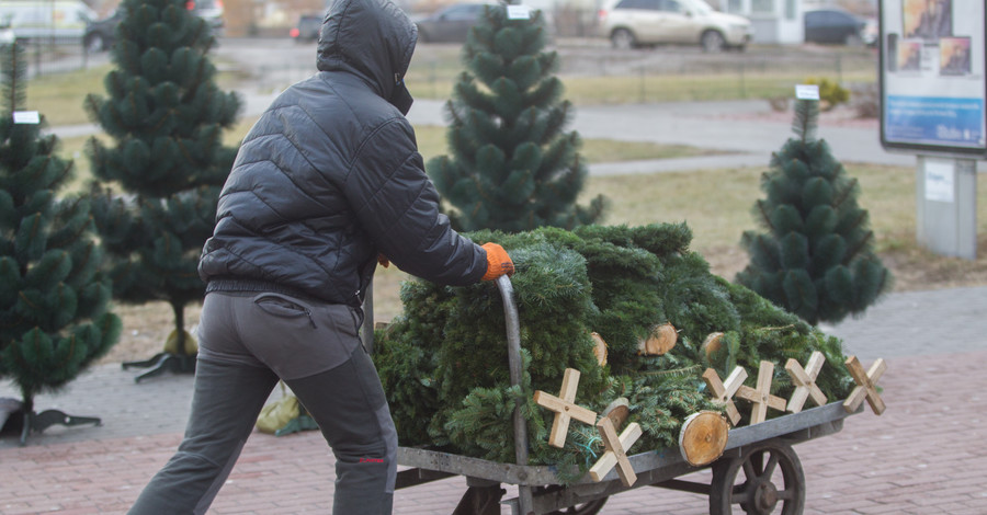 Где в Киеве сдать новогоднюю елку