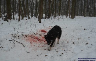 Под Тернополем собаки загрызли хозяйку