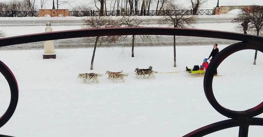 На Оболонской набережной появился новый вид транспорта – собачья упряжка