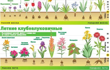 Как сделать так, чтобы ваша клумба была пышной и яркой с ранней весны до поздней осени