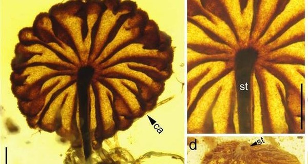 В Мьянме обнаружили древнейшие ископаемые грибы