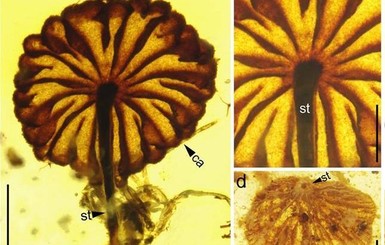 В Мьянме обнаружили древнейшие ископаемые грибы