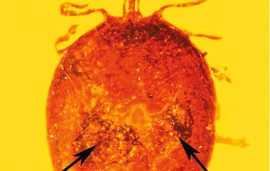 Ученые нашли клеща с кровью предка человека возрастом 30 миллионов лет