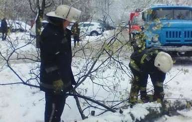 Прохожие, на которых в Киеве упало дерево, получили ушибы головы