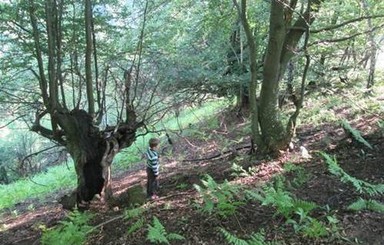 В Закарпатской области браконьер выстрелил в 9-летнего мальчика-грибника