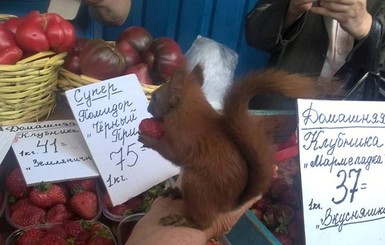 В Киеве домой вернули белку, сбежавшую к торговцам клубникой