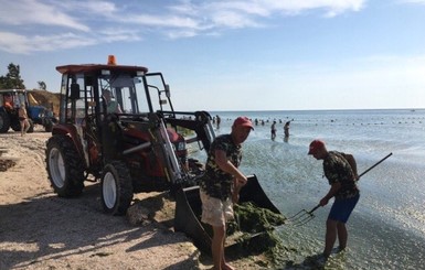 Опасно ли купаться в позеленевшем Азовском море