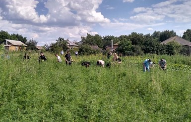 На Черниговщине наркофермер замаскировал коноплю под картошку с кукурузой