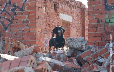 Четвероногий спасатель стал незаменимым 