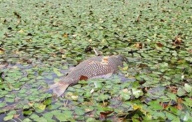 Водяной орех может оставить без рыбы Днепр