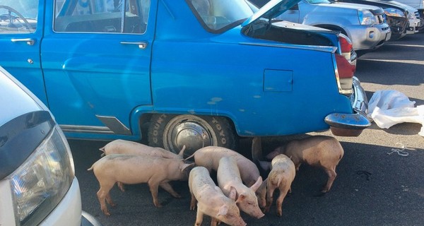 В Виннице поросята парализовали дорожное движение