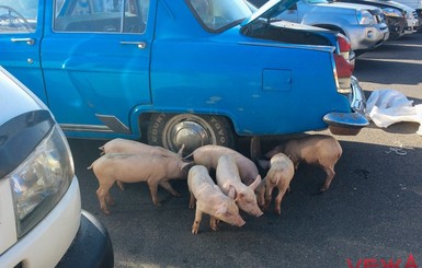 В Виннице поросята парализовали дорожное движение