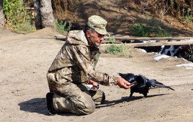 Бойцы АТО похвастались боевым вороном