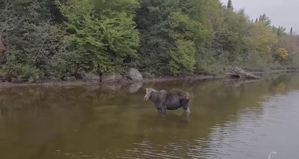 В Канаде случайно сняли на видео схватку волка и лося в дикой природе