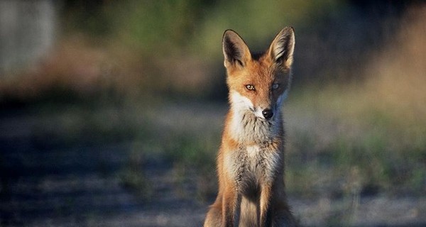 В Киеве зарегистрировали второй случай бешенства